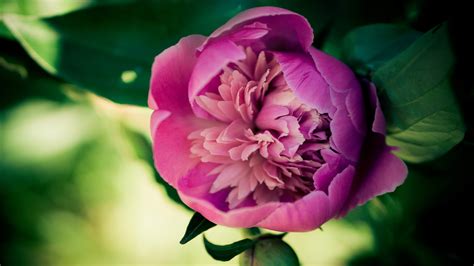 4k Peony Wallpapers High Quality Download Free