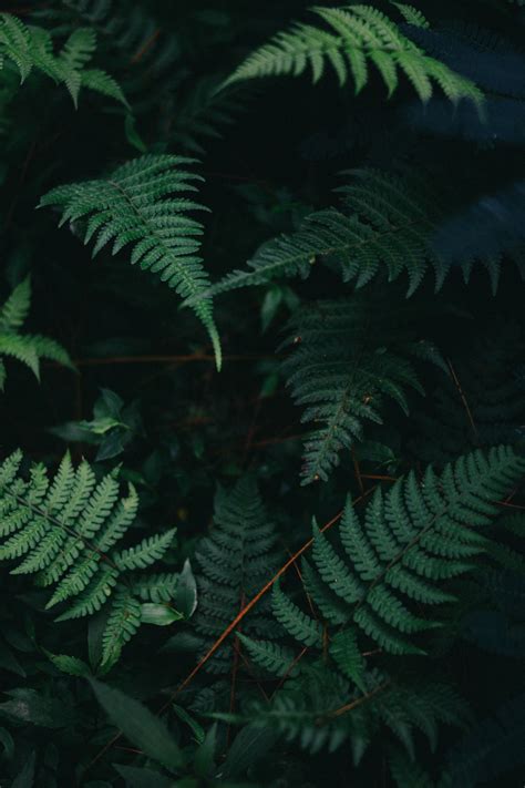 Free Images Fern Plant Flora Nature Plant Aesthetic Dark Green