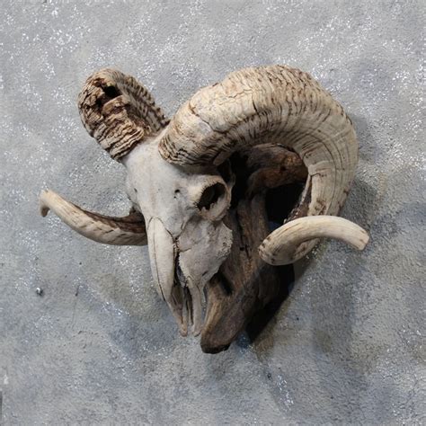 Corsican Ram Skull And Horns Goat Skull Ram Skull Skull Anatomy