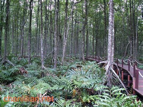 Hutan Paya Laut Matang Kayleemcymalone