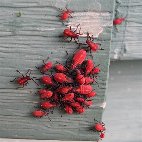 Thread in the insect and bug id forum forum by bhart90: Flora montana: Boxelder Maple