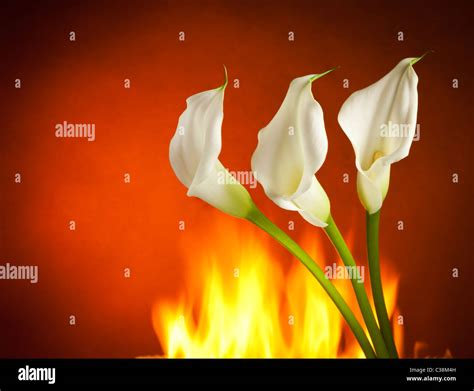 Fire Lilies Hi Res Stock Photography And Images Alamy