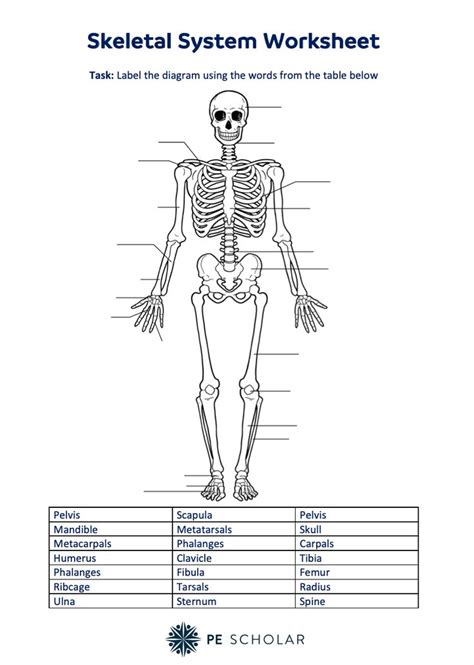 The Skeletal System Worksheet Is Shown In Black And White With Text Below
