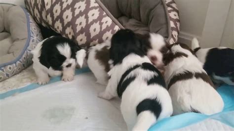 Shih Tzu Puppies Playing Youtube