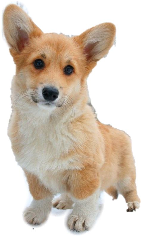 Pembroke Welsh Corgi Puppy Animal Puppy Png Download 480802 Free