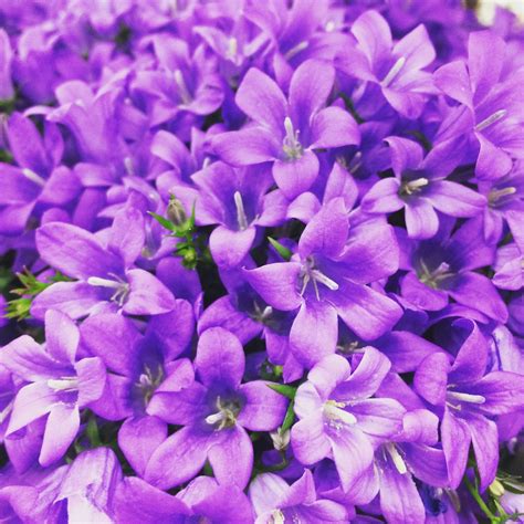 All 99 Images Purple Flowers That Open And Close With The Sun Full Hd