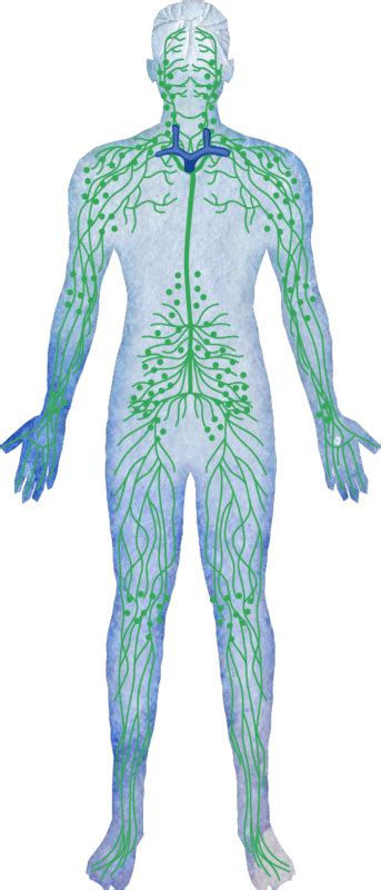 Lymphatic And Immune System Bodymaitre