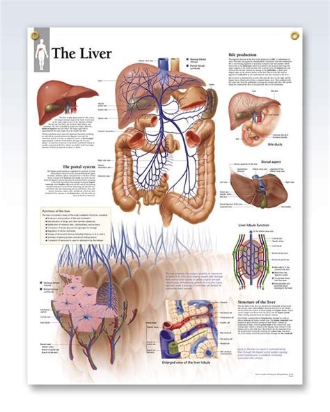 Diagram of the liver and gall bladder showing the. The Liver Chart 22x28 | Liver anatomy, Medical anatomy, Human anatomy