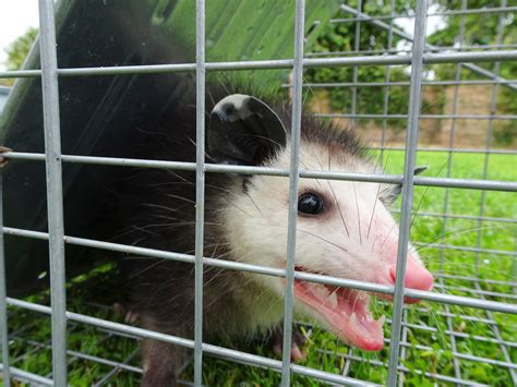 Tips To Keep Opossums Out Of Garden Humane Wildlife Removal