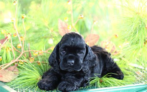 Maybe you would like to learn more about one of these? I do love my black beauties | Cocker spaniel puppies ...