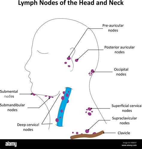 Diagram And Wiring Diagram Of Lymph Nodes In Your Neck