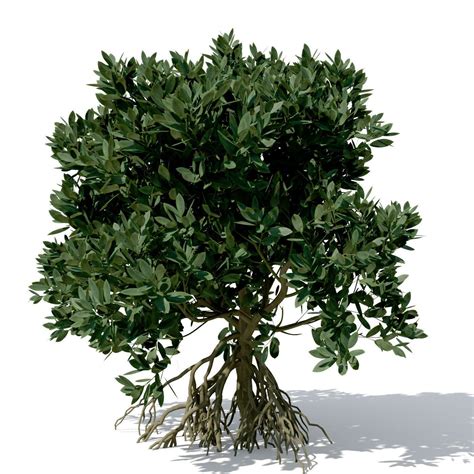 Xfrogplants Asiatic Mangrove 3d Model Max Obj 3ds C4d Lwo Lw Lws Ma Mb
