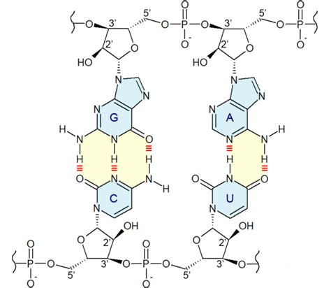 Single Reaction Mixture Can Produce All Four Rna Bases Ars Technica