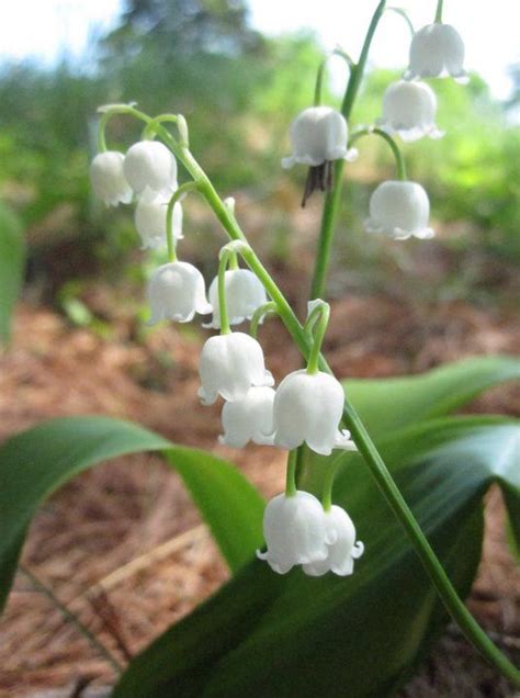 Lily Of The Valley Trees To Plant Flower Garden Flowers