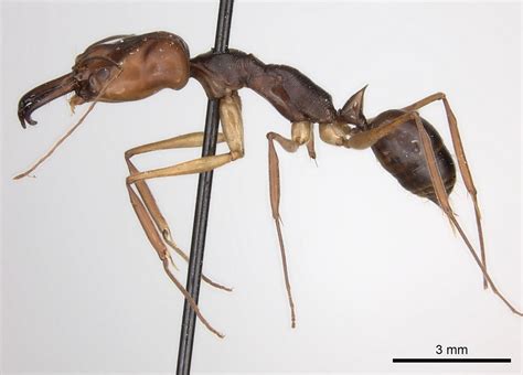 Odontomachus Rixosus Asian Trap Jaw Ant Taxo4254 Wikinus