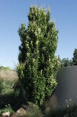 Buckthorn, Tallhedge - TheTreeFarm.com