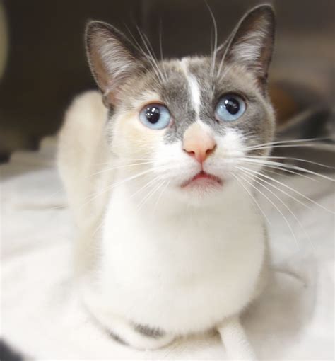 Pin by Alex Brownstein onSIAMESE splotched! | Cat adoption, Kitty, Cats