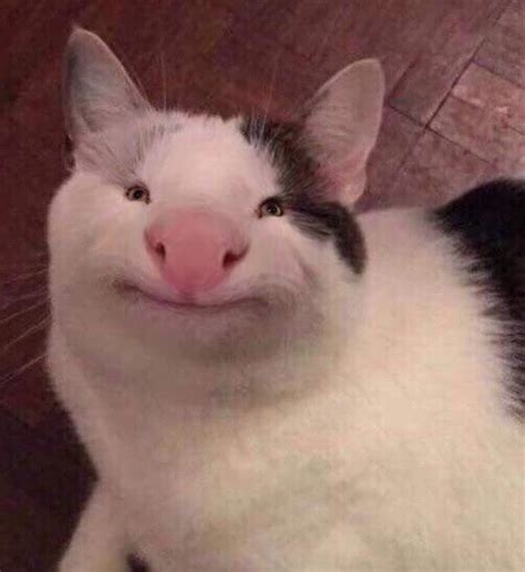 Smiling Cat Meme