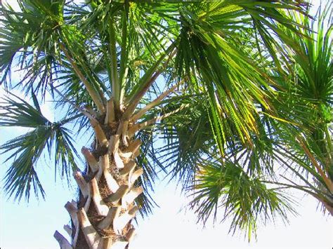 Beautiful Charleston Sc Palm Tree Picture Of Charleston