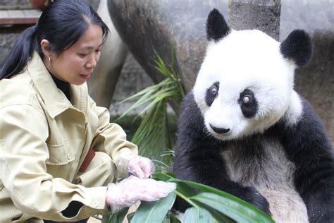 Worlds Oldest Living Panda In Captivity Celebrates 37th Bday