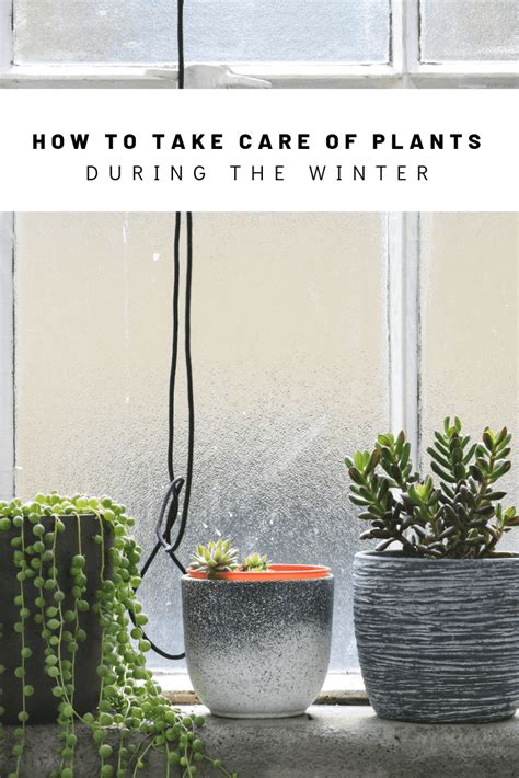 How To Take Care Of Your Houseplants In The Winter