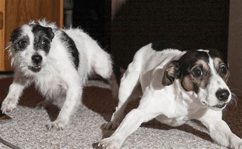 Fear periods are times in puppy's lives when they are easily spooked by. Understanding Fear Periods in Dogs | PetHelpful