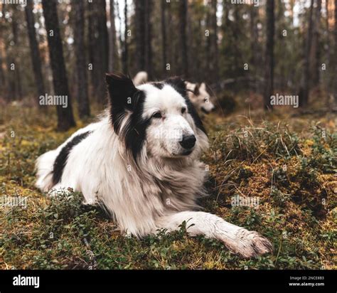 An Old White Dog Of The Yakut Laika Breed Lies In The Spruce Forest Of