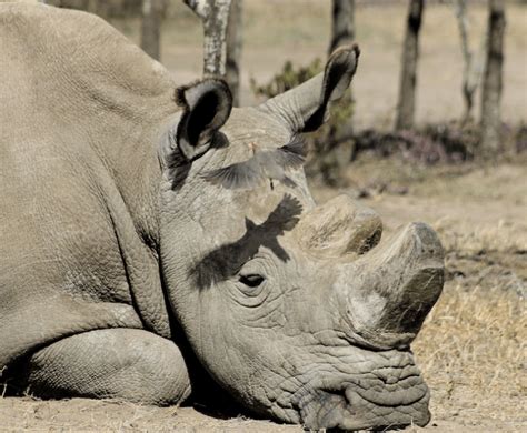 Sudan Last Male Northern White Rhino Passes Away Environews Nigeria