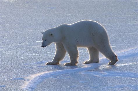 Living On The Drifting Sea Ice Polar Bears Walk On A Food Conveyor