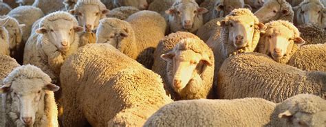 Genfarmed apk is a free medical apps. Australian Wool Industry Experts - About Us | Nutrien Ag ...