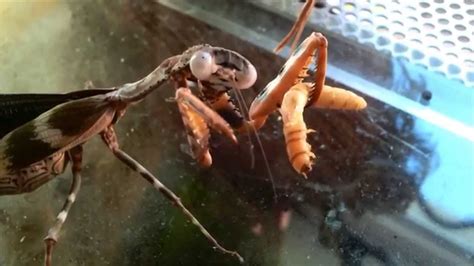 Praying Mantis Eats Mealworm Youtube