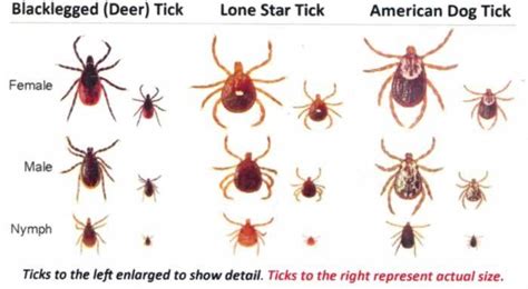 How To Stop Ticks And What To Do If You Cant The Long Island Advance