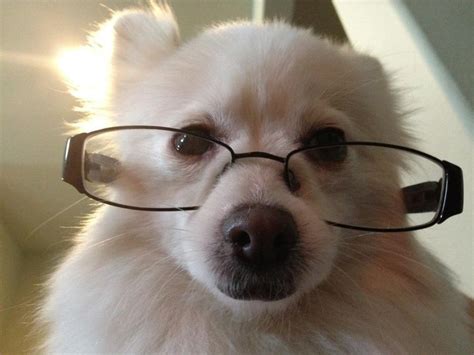 5 Amazing Dogs Wearing Human Glasses Its Cute