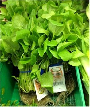 Grow watercress in pots of soil in the garden image: Grow Watercress In Your Garden : Article - GourmetSleuth