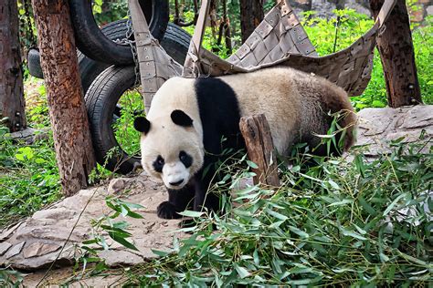 Playful Panda Beijing Zoo China Photograph By Jon Berghoff Fine