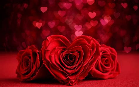 Valentines Day Roses Hearts Bokeh Flowers Heart Hd Wallpaper Peakpx