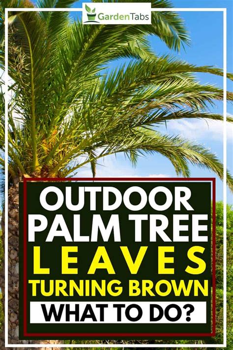 Outdoor Palm Tree Leaves Turning Brown What To Do