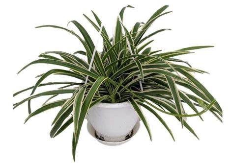 Are Spider Plants Safe For Cats Plant Ideas