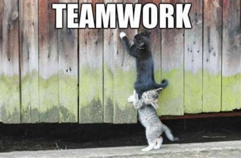 Teamwork Humor 33 Pics