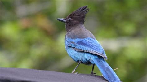 Backyard Birding Urban Birding Guide For Seattle Area Kids And