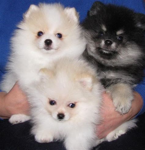 Pomeranian Puppies For Sale | Saint Paul, MN #116826