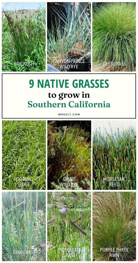 9 Native Grasses To Grow In Your Garden If Youre In Southern