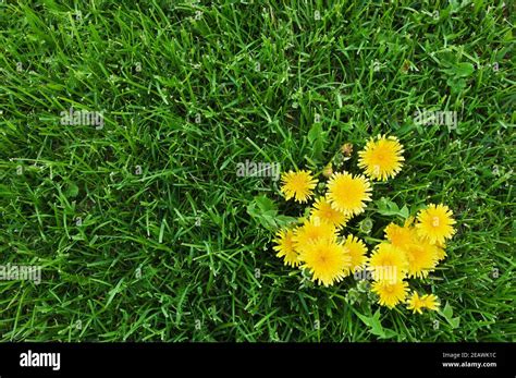 Yellow Dandelions And Green Grass Stock Photo Alamy