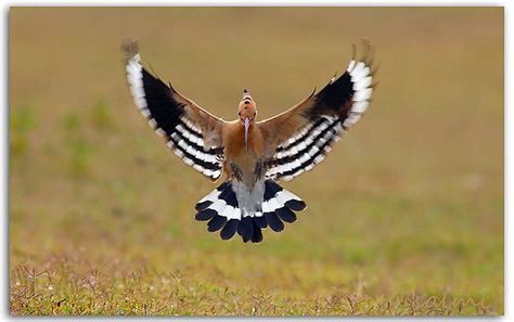 The Hoopoe Hoopoe Bird Bird Pet Birds