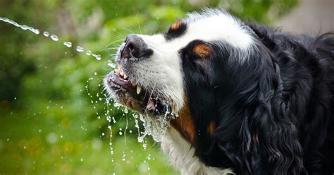 As we've noted, appropriate water intake is important. Keeping your dog hydrated - Dogtime