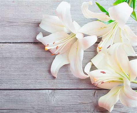 Maybe you would like to learn more about one of these? Funeral Flower Guide | Popular Arrangements | SunLife