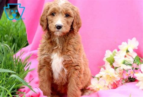 Golden retriever corgi mix is a cross of a golden retriever and a corgi, also known as golden corgi or corgi retriever. Tootsie | Golden Retriever Mix Puppy For Sale | Keystone ...