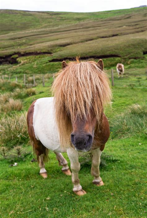 Shetland Ponies Scotlands Work Horses Britain All Over Travel Guide