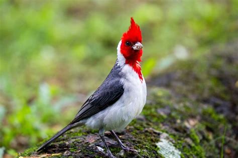 Red Crested Cardinal Paroaria Coronata ~ Animal Photos ~ Creative Market