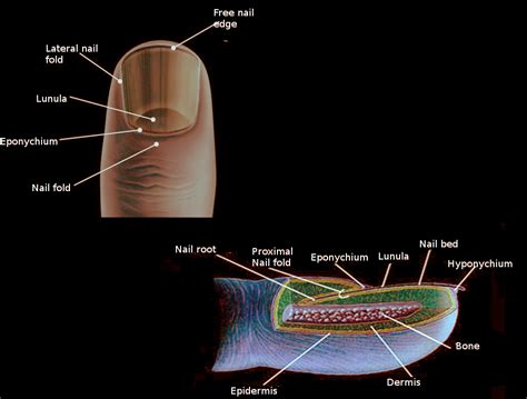 Anatomy Bony Pelvis And Lower Limb Toe Nails Article